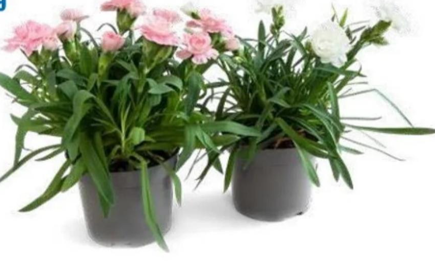 Karanfil - Akcija u trgovini Eurospin