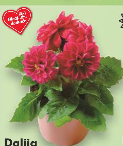 Dalia 1 komad - Akcija u trgovini Plodine