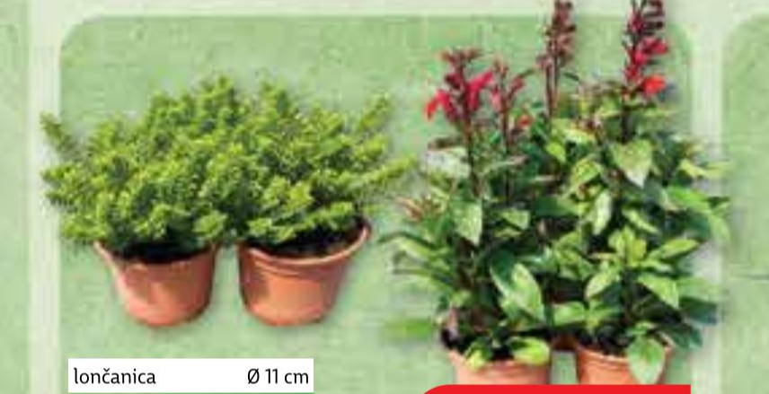 Trajnice mix - Akcija u trgovini Plodine