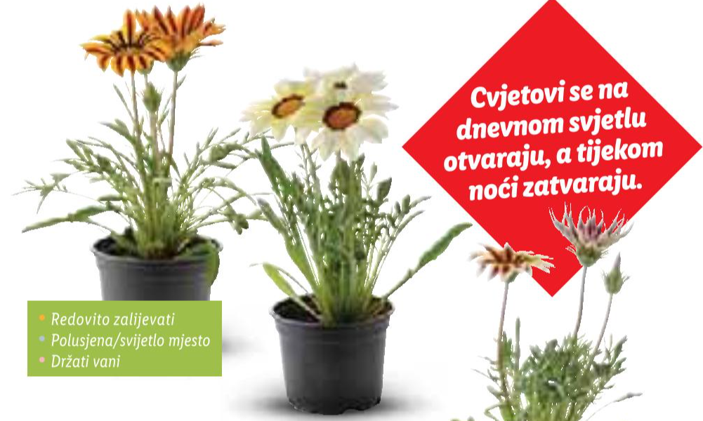 Gazanija - Akcija u trgovini Lidl