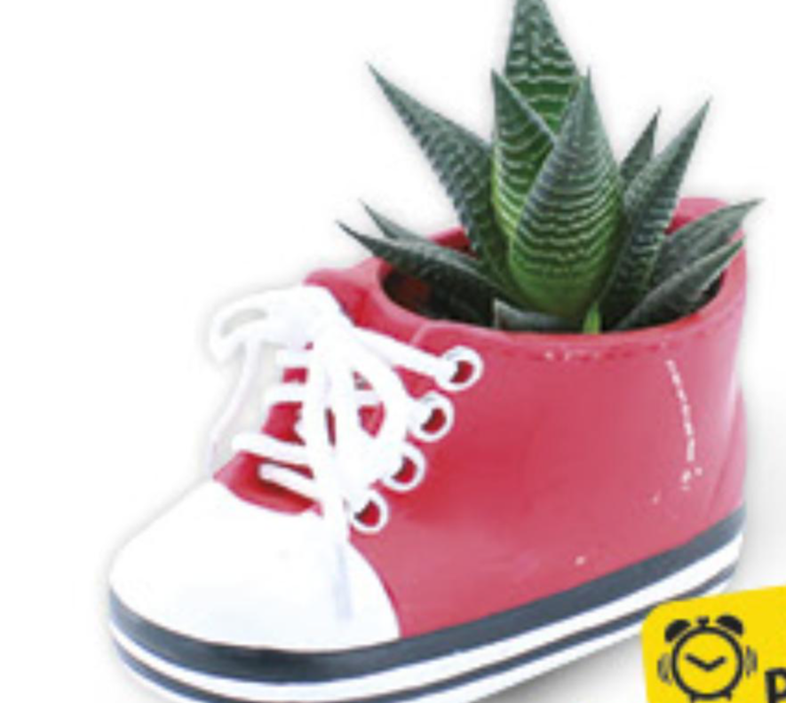 Succulenten - Akcija u trgovini Konzum