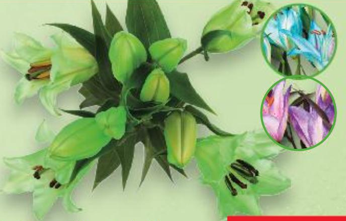 Buket orijentalnih ljiljana u boji pakiranje od 4 komada - Akcija u trgovini Kaufland