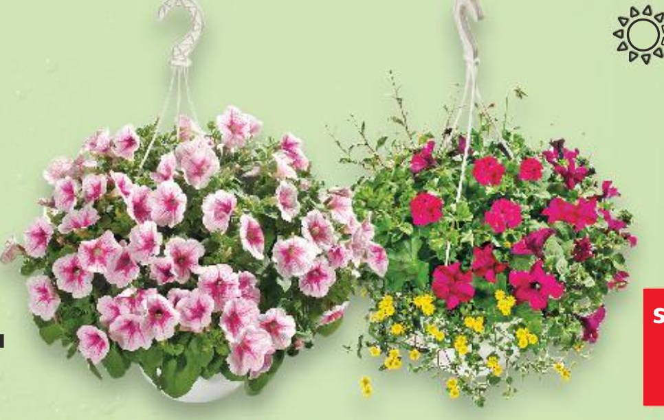 Viseća lončanica komad - Akcija u trgovini Kaufland