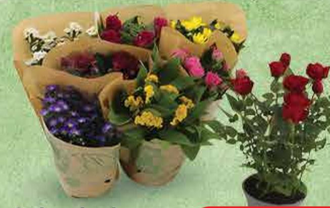 Cvjetni mix - Akcija u trgovini Plodine