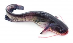 Svježi som odrezak 1kg - Akcija u trgovini Konzum