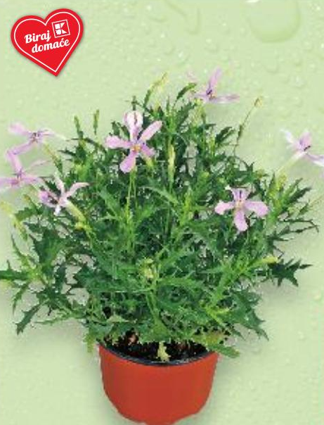 Isotoma 1 komad, promjer 11 cm - Akcija u trgovini Kaufland