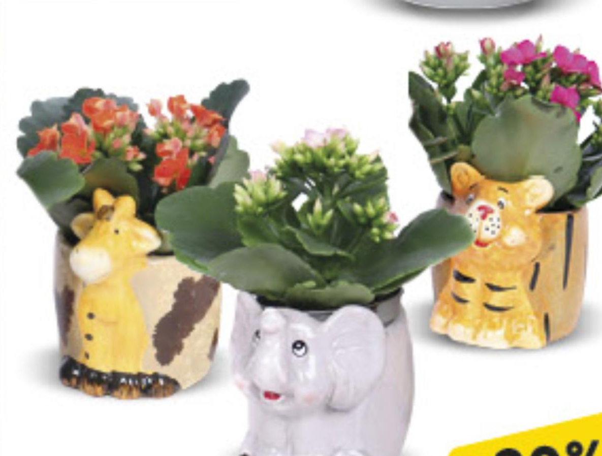 Succulent Mix kom - Akcija u trgovini Konzum
