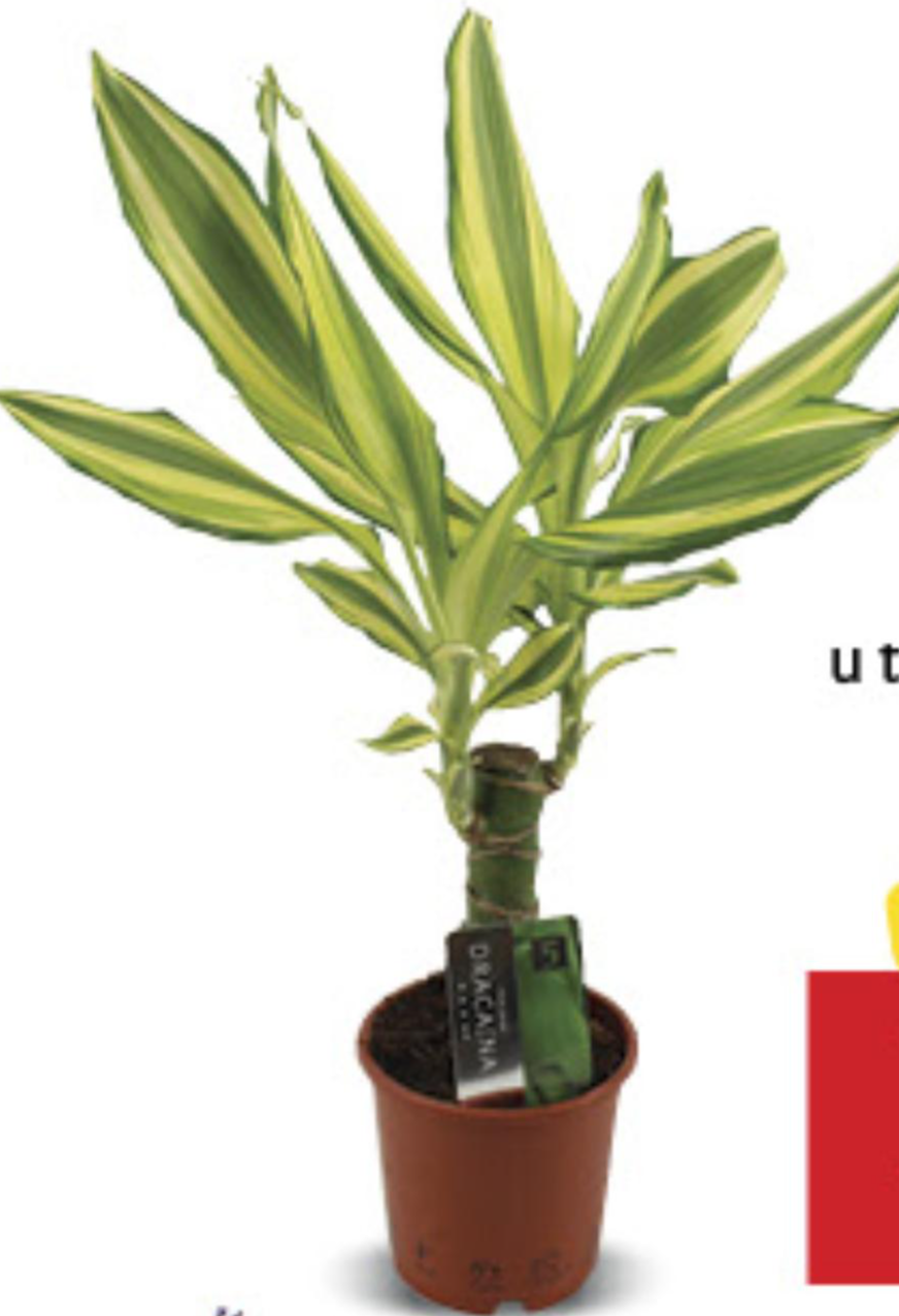 Dracaena Frag Mix - Akcija u trgovini Konzum