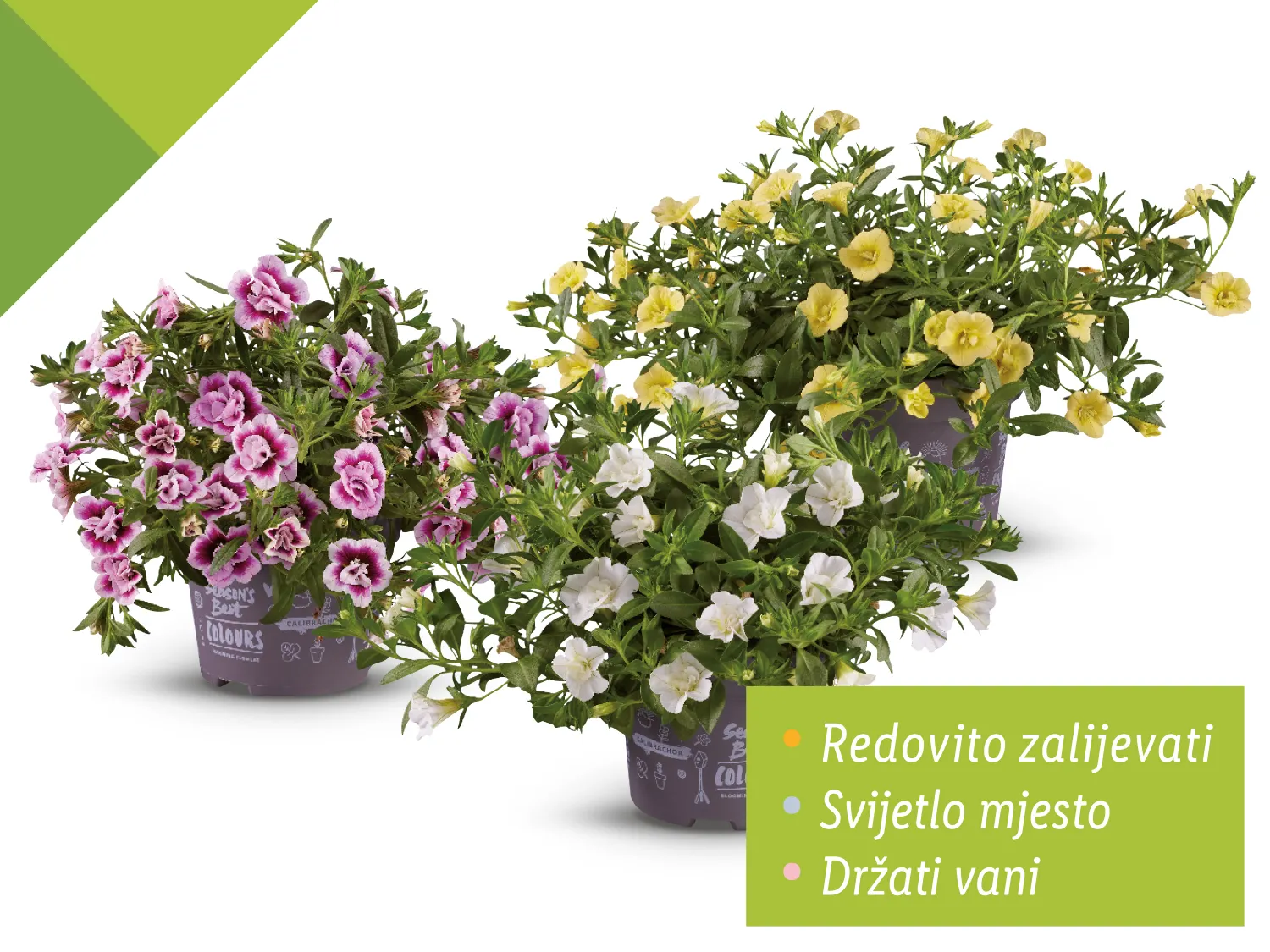 Calibrachoa - Akcija u trgovini Lidl