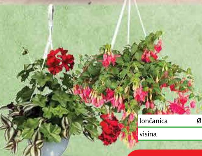 Lončanica viseća - Akcija u trgovini KTC